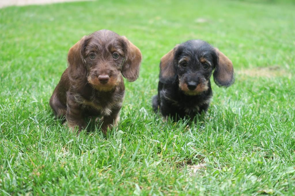 Ruwhaar Dwerg Teckel pups, Nederland, Reu, 8 tot 15 weken, Dwerg