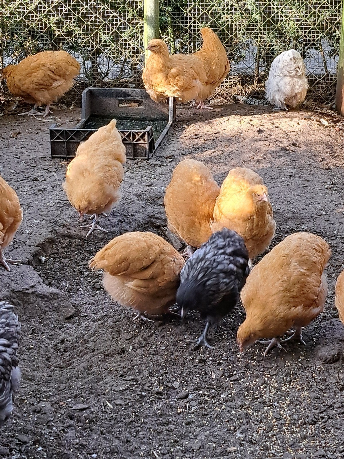 Orpington groot, Meerdere dieren, Kip