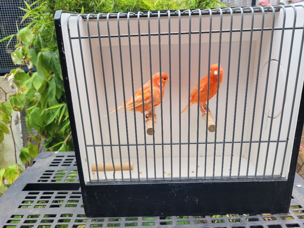 Rode kanaries, Meerdere dieren, Kleurkanarie