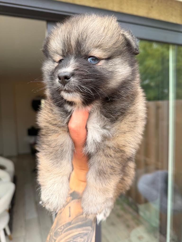 Pomsky teefjes te koop super lief en knap, Parvo, 8 tot 15 weken, Teef, Meerdere