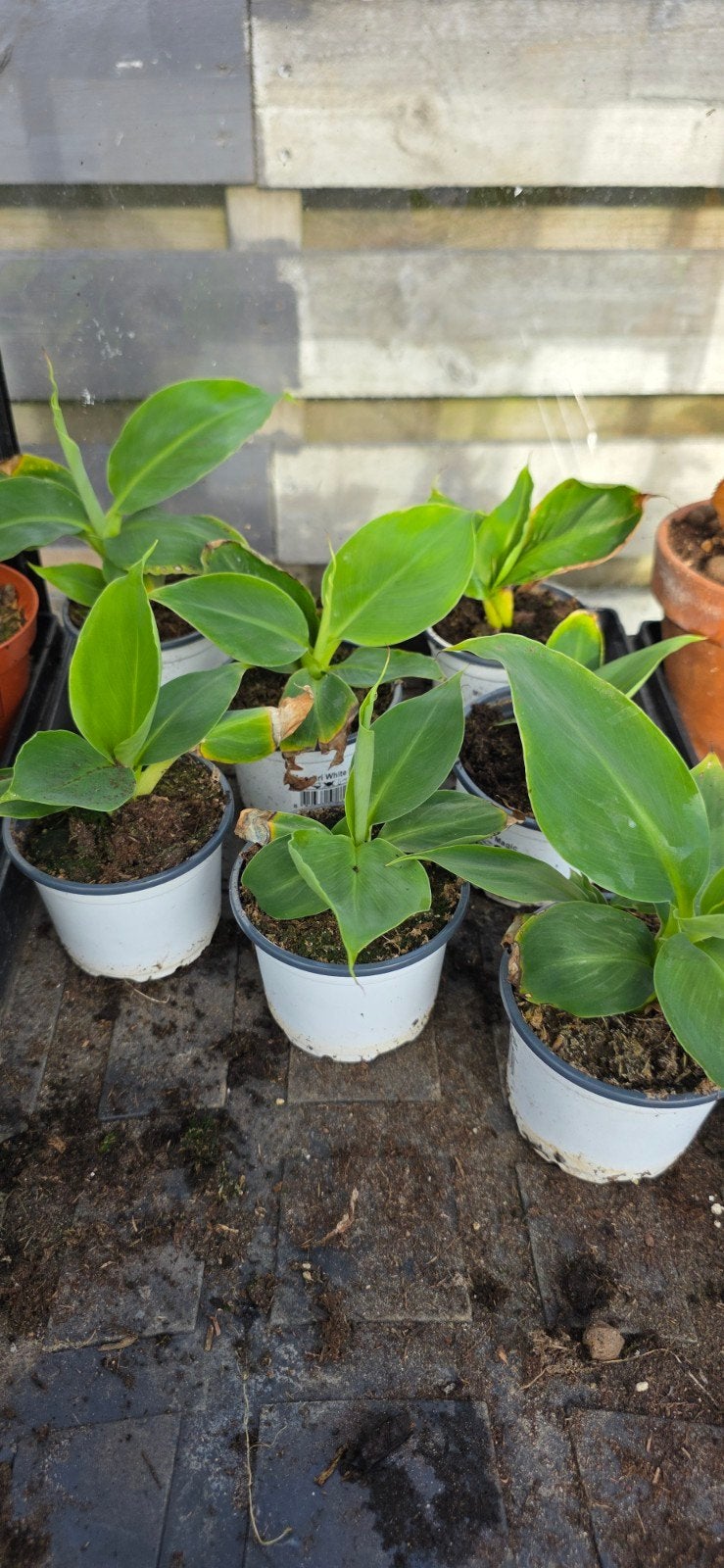 Bananenplantjes - Jonge Musa bananenplanten, Ophalen, Overige soorten, Volle zon