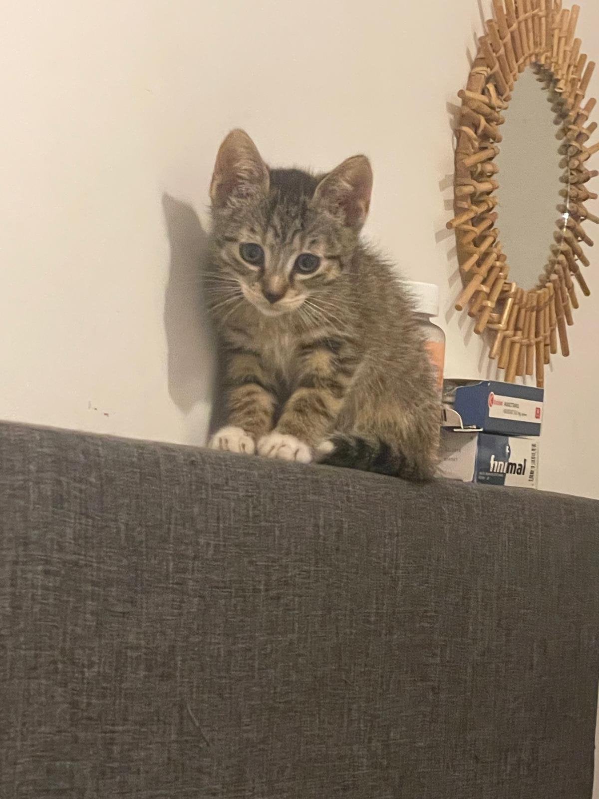 Kittens te koop, Dieren en Toebehoren, Katten en Kittens | Overige Katten, Meerdere dieren