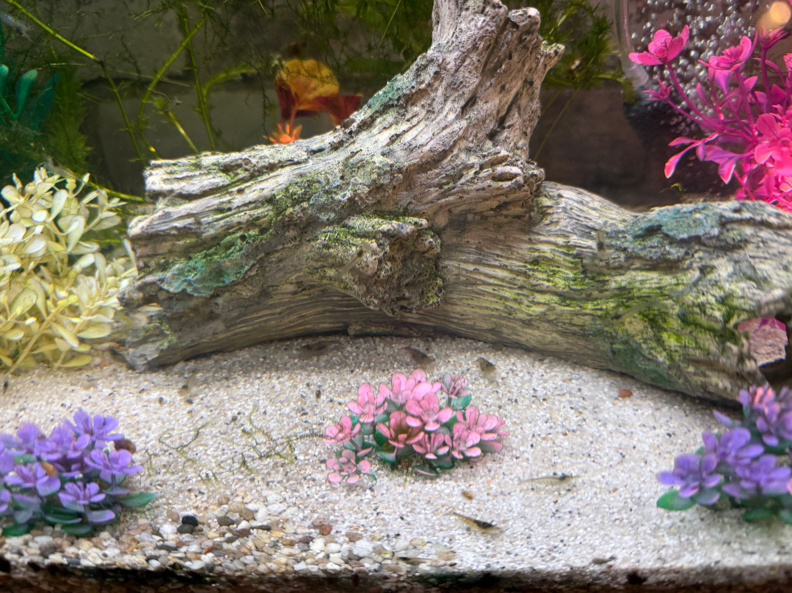 Aquarium garnalen, Kreeft, Krab of Garnaal