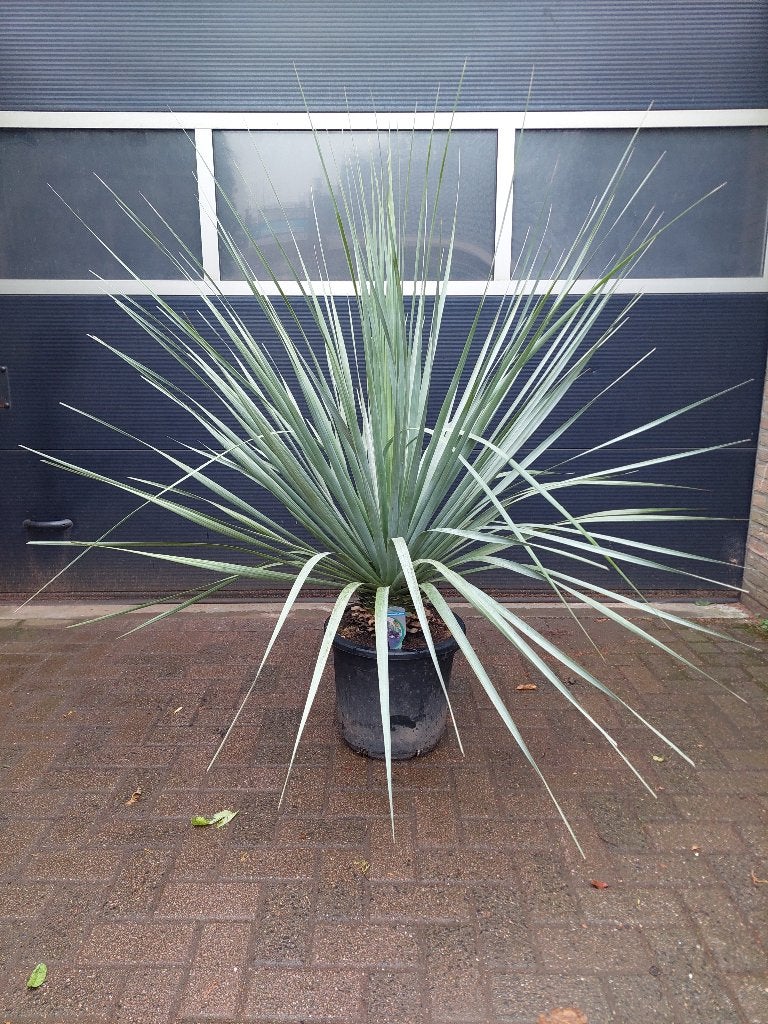 XL Nolina Nelsonii - Blauw Beregras/Blauwe Grasboom H:160 cm, Volle zon, Vaste plant, Zomer, Ophalen