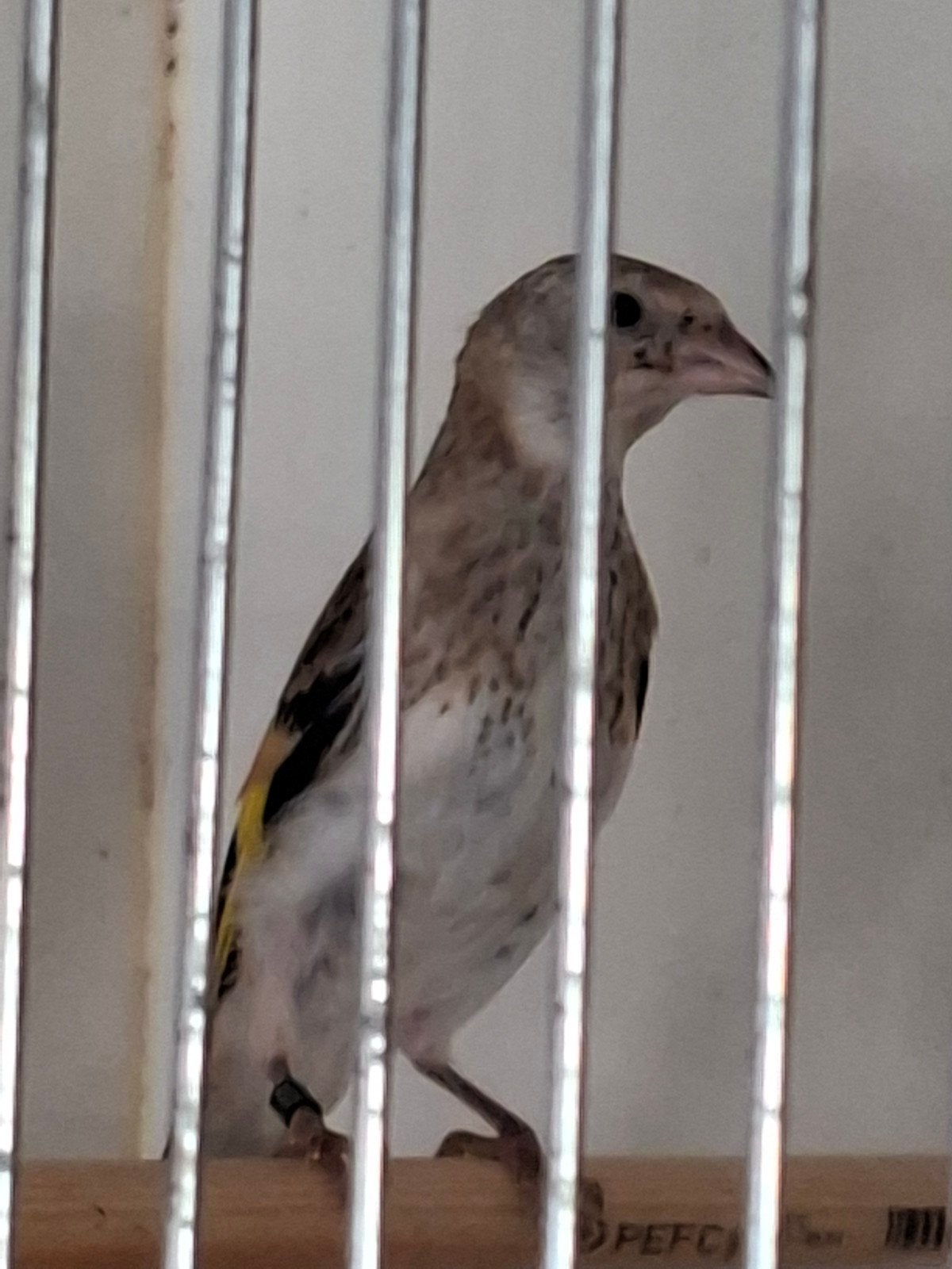 putter mayor poppen wildkleur, Vrouwelijk, Wildzangvogel, Geringd