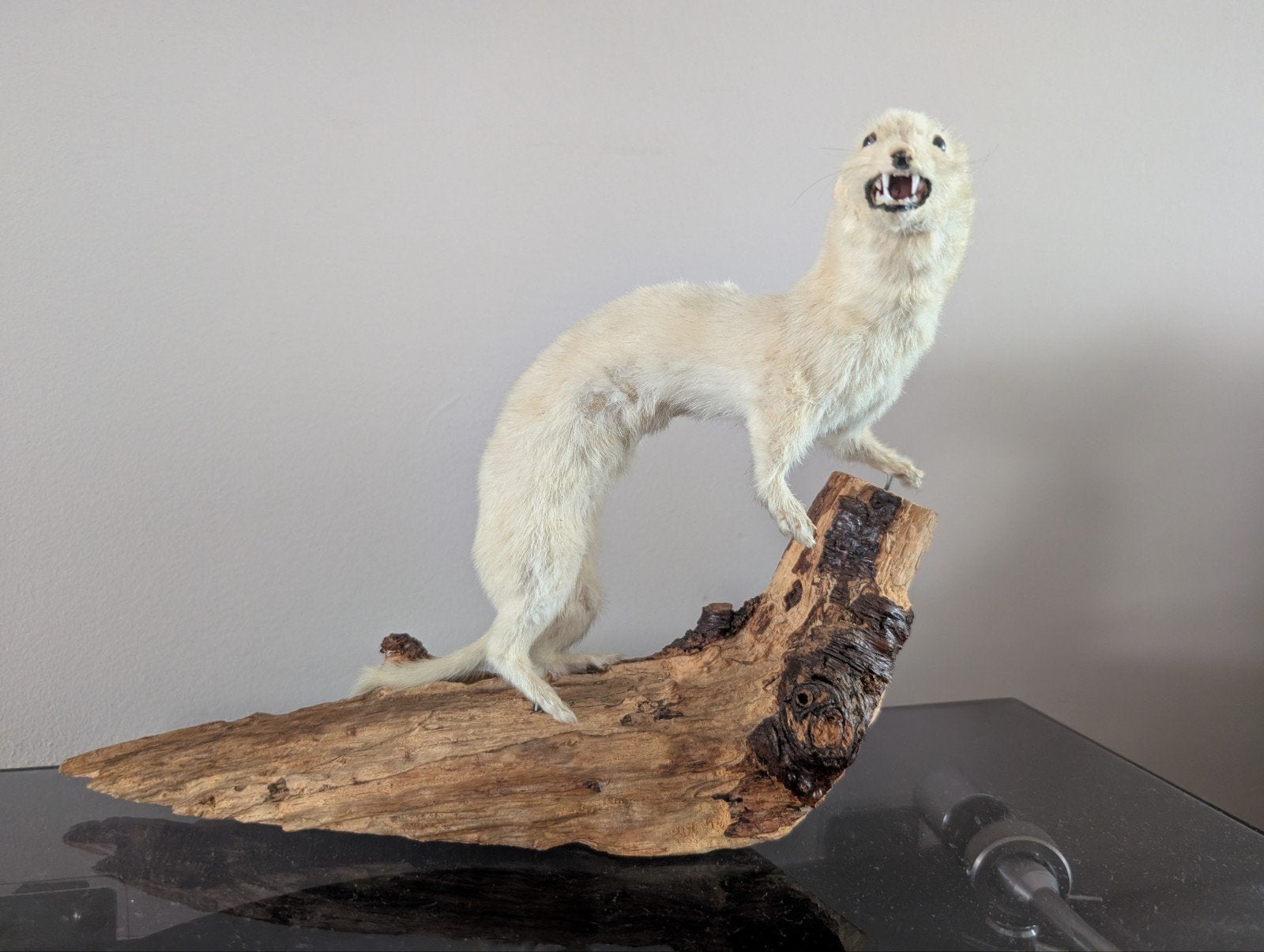 Taxidermie Hermelijn in wintervacht, Ophalen, Nieuw, Overige soorten, Opgezet dier