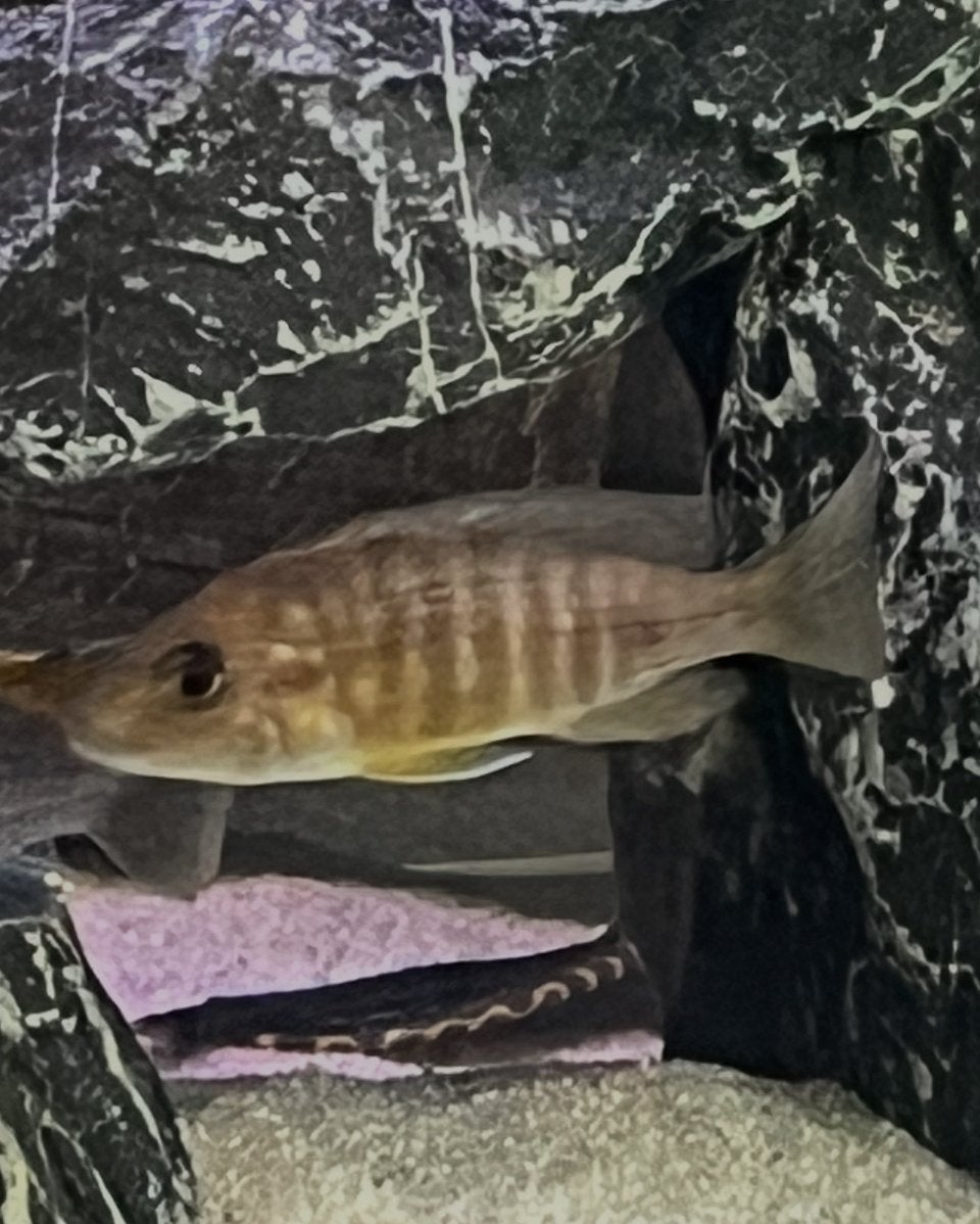 Malawi cichlide, Dieren en Toebehoren, Vis, Zoetwatervis