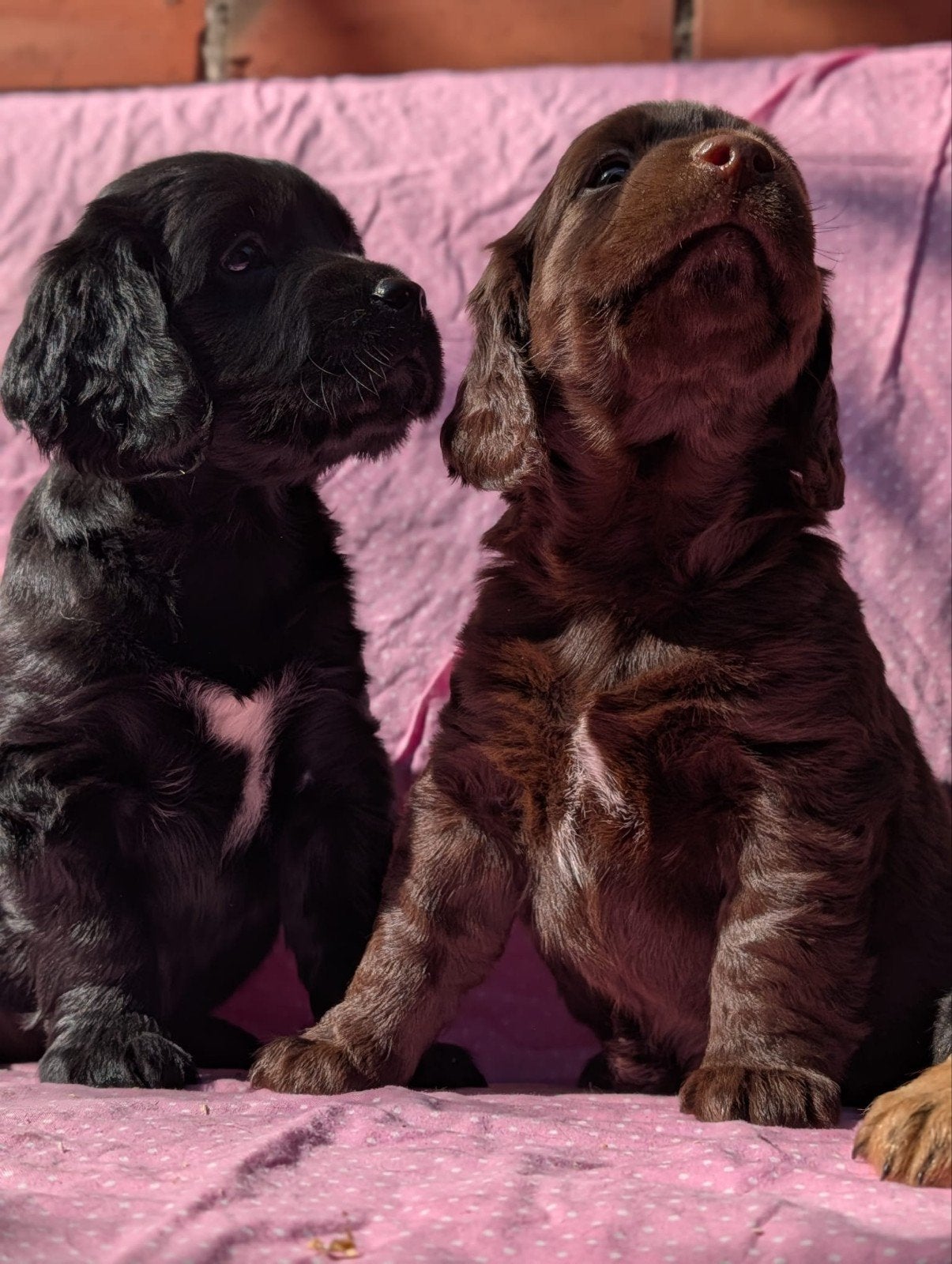 Kr Engelse cockerspaniel pups.., Parvo, Overige rassen, 8 tot 15 weken, Meerdere