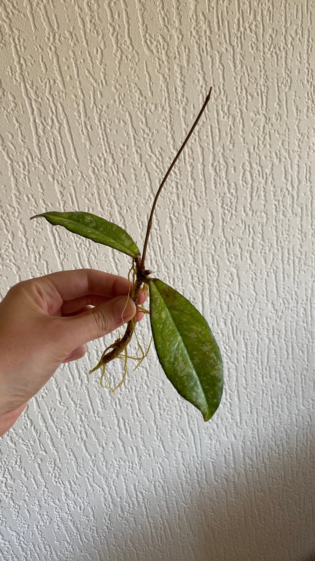 Hoya Crassipetiolata splash stekken, Huis en Inrichting, Kamerplanten, Ophalen of Verzenden, Halfschaduw, Minder dan 100 cm