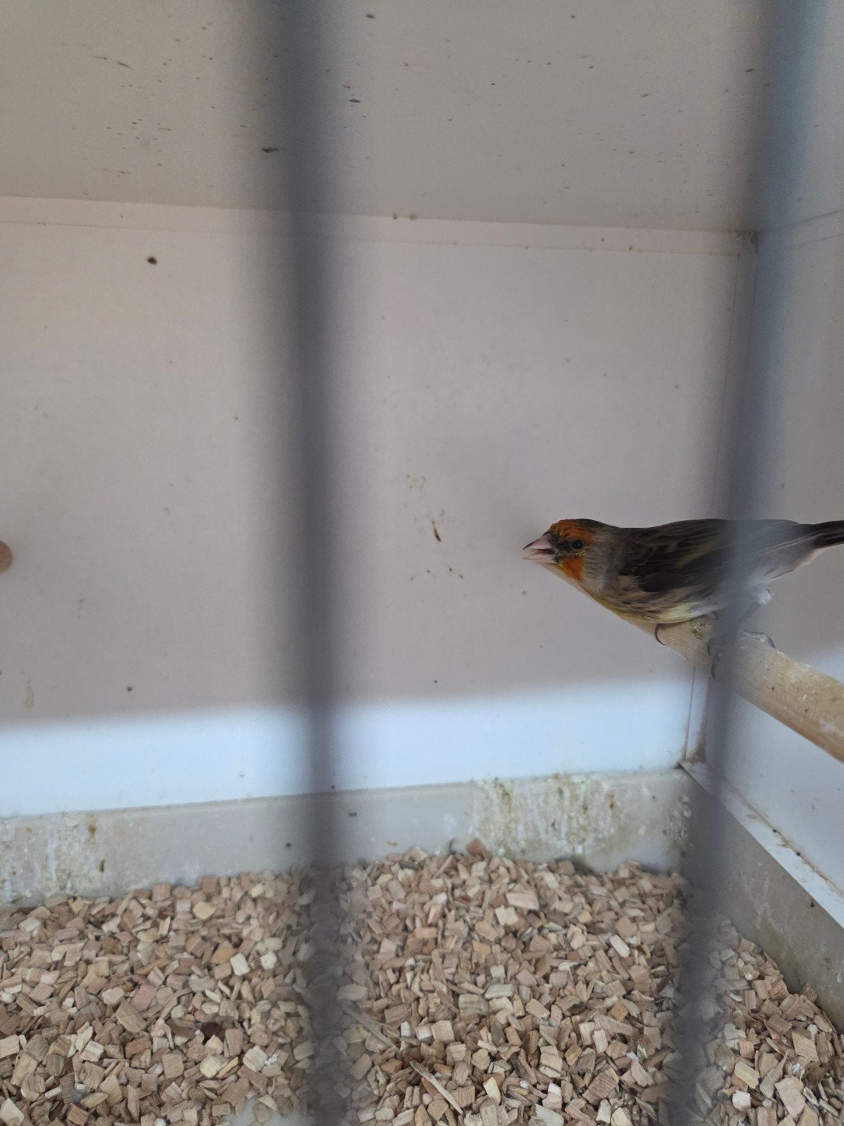diverse vogels, Dieren en Toebehoren, Vogels | Overige Vogels, Meerdere dieren, Wildzangvogel