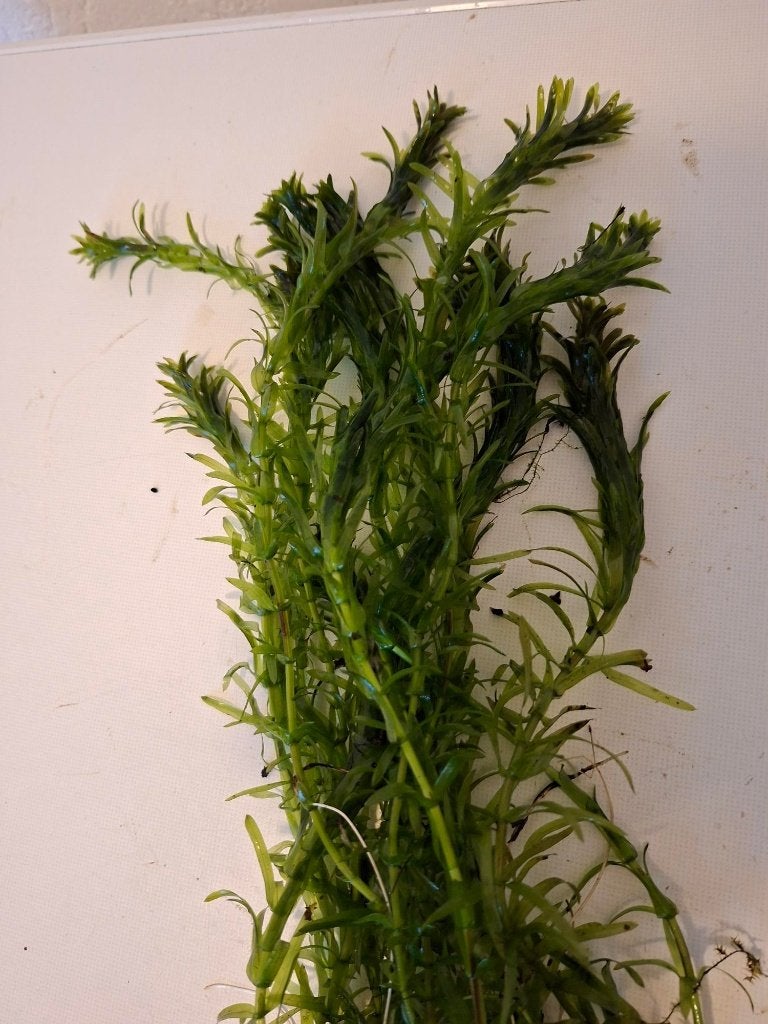 Waterpest, aquariumplant voor koud en tropisch aquarium, Dieren en Toebehoren, Verzenden, Nieuw, Plant(en), Steen of Hout