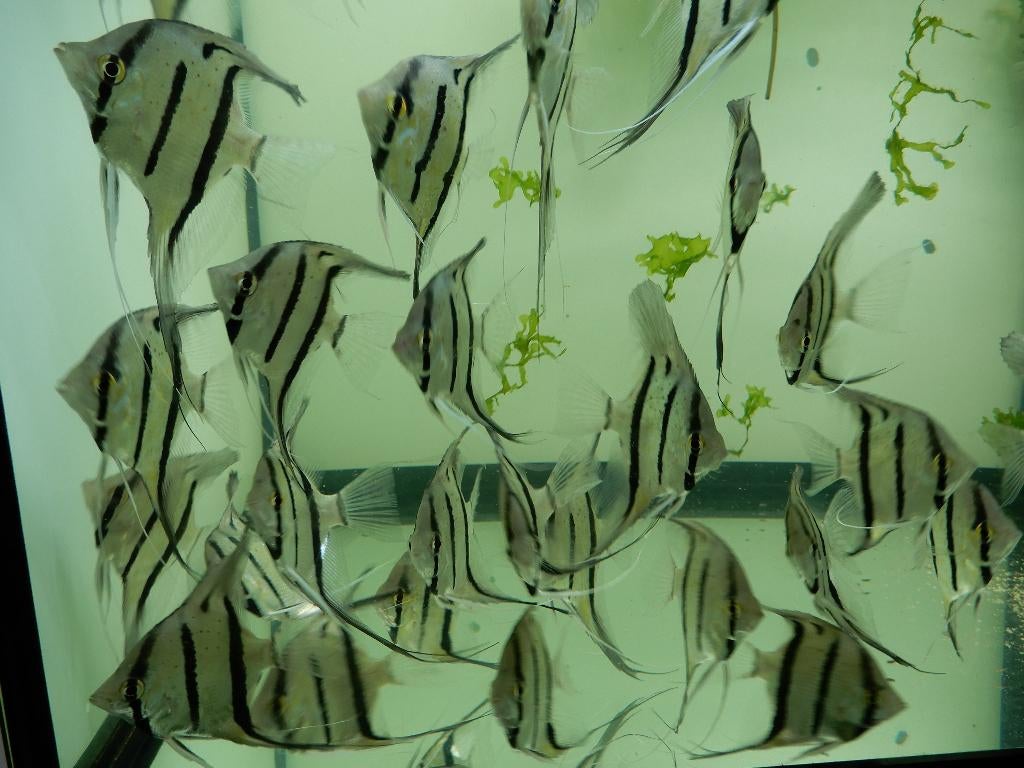 Maanvissen altum Peru ( Rio Nanay ), Vis, Zoetwatervis, Schoolvis