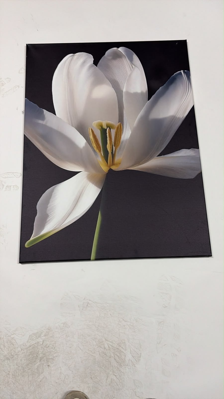 Witte Tulp Canvas Print 100x80 cm, Ophalen of Verzenden, 75 tot 100 cm, 75 – 100, Print