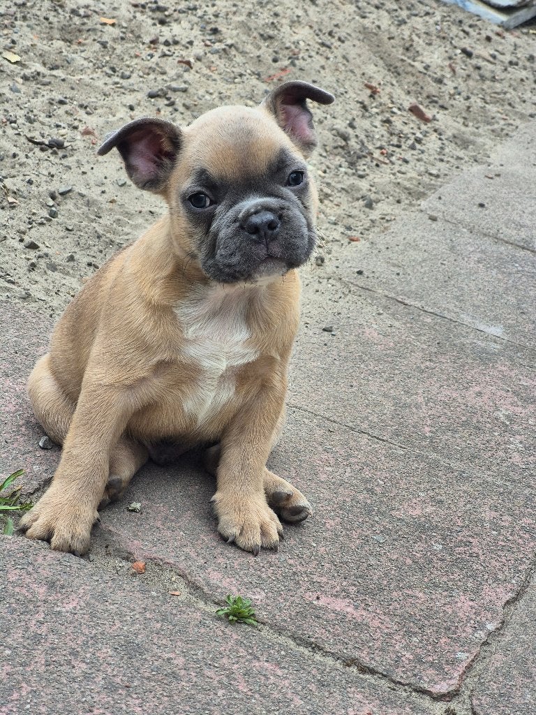 Franse Bulldog reutje, België, Particulier, Reu, 8 tot 15 weken