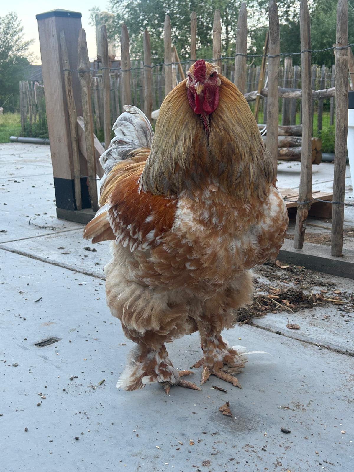 Brahma haan, Dieren en Toebehoren, Pluimvee, Mannelijk, Kip
