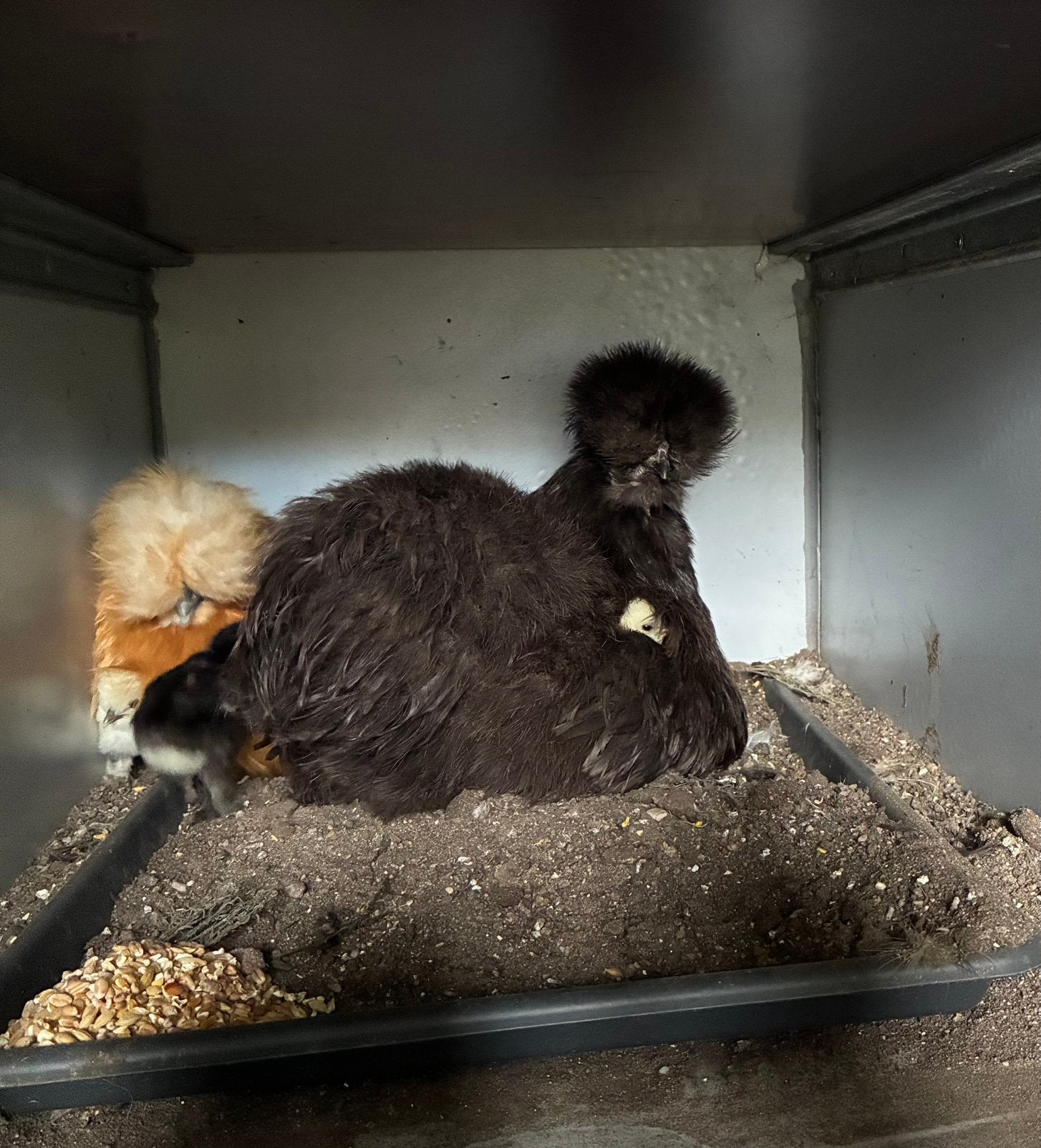 Broedeieren Zijdehoen kriel, Dieren en Toebehoren, Pluimvee, Geslacht onbekend, Kip