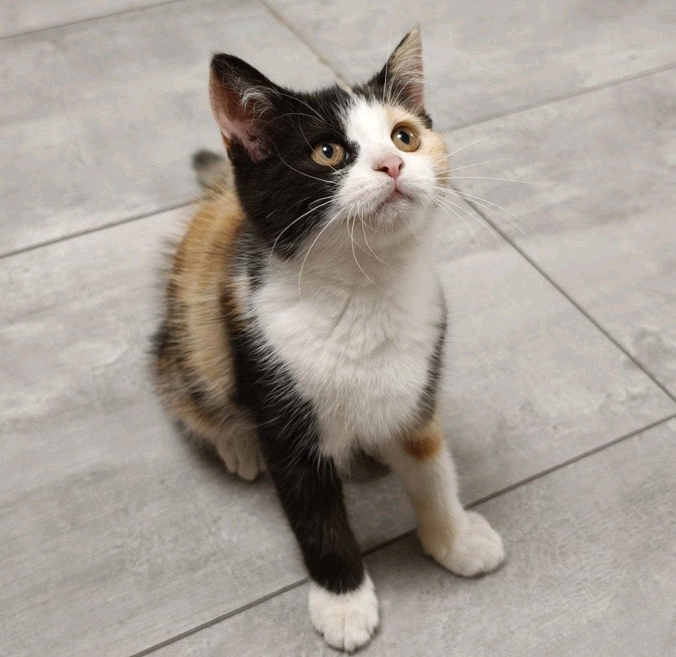 Kitten van Perzische moeder, Dieren en Toebehoren
