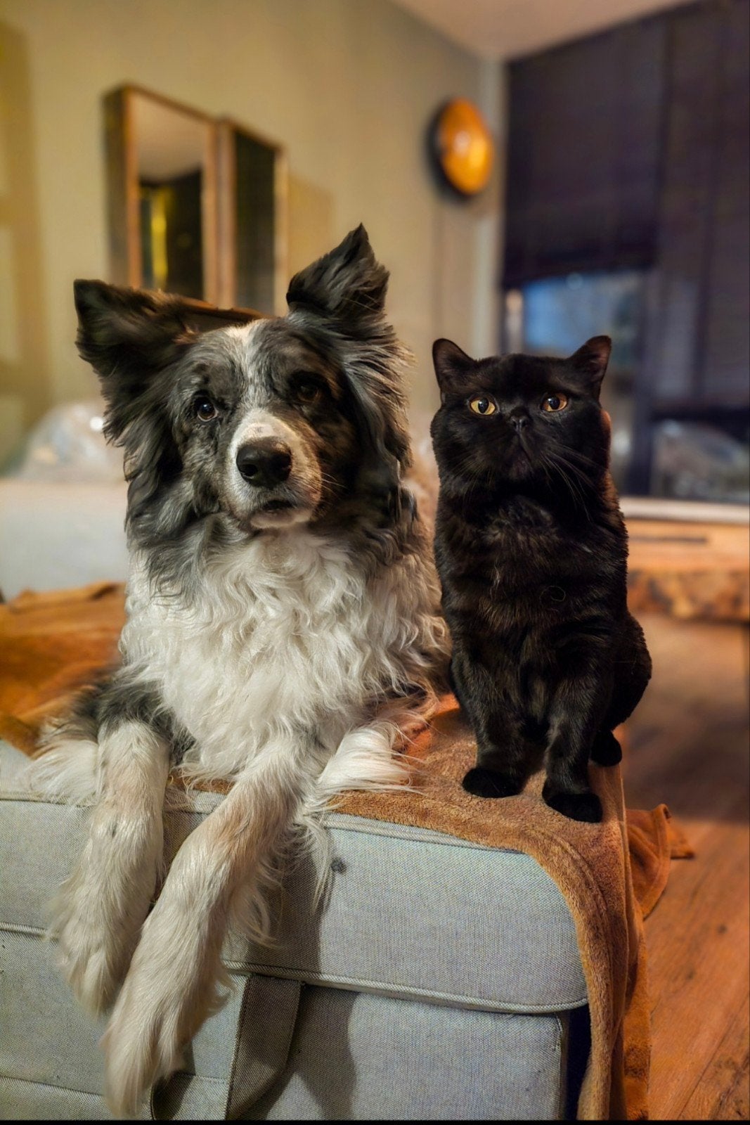 Lieve Britse korthaar kater met stamboom