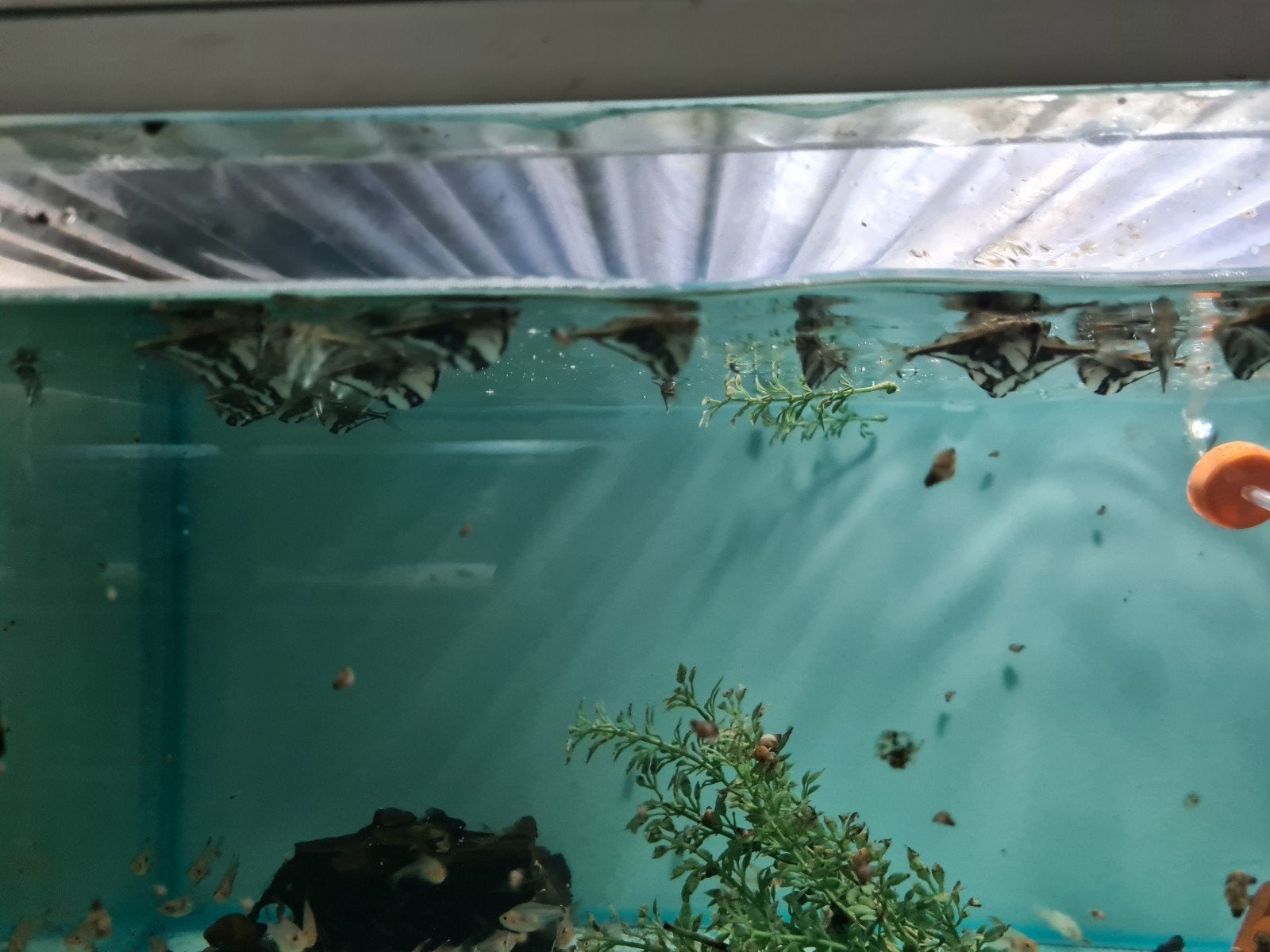 Bijlzalmen, Carnegiella Strigata, marmerbijlzalm, Dieren en Toebehoren, Vis