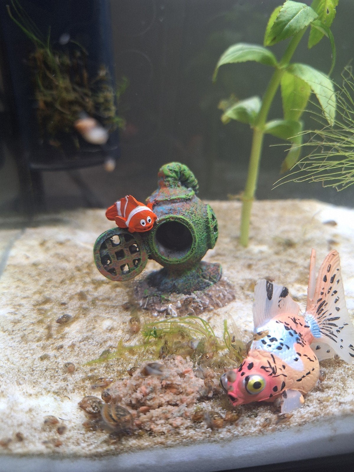 bladder snails, Slak of Weekdier, Zoetwatervis