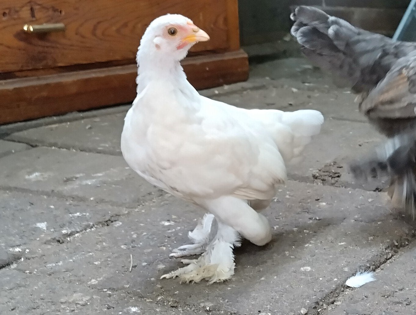 4 jongen sabelpoot kriel hennen (kippen), Dieren en Toebehoren, Pluimvee, Vrouwelijk, Kip