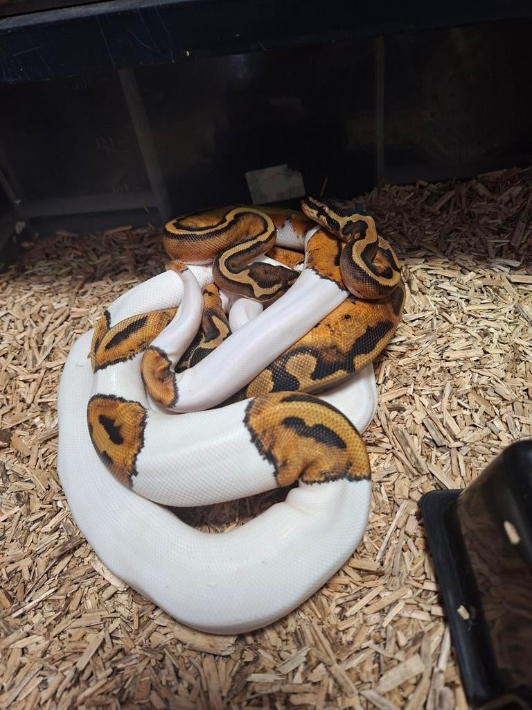 0.4 Pied nakweek 25. Ball Python - female for sale from mommyof2