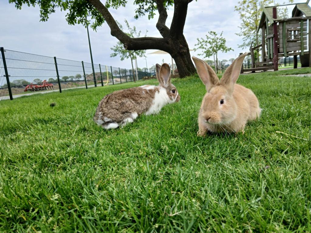 Lieve jonge konijntjes te koop!, Dieren en Toebehoren, Meerdere dieren, Dwerg
