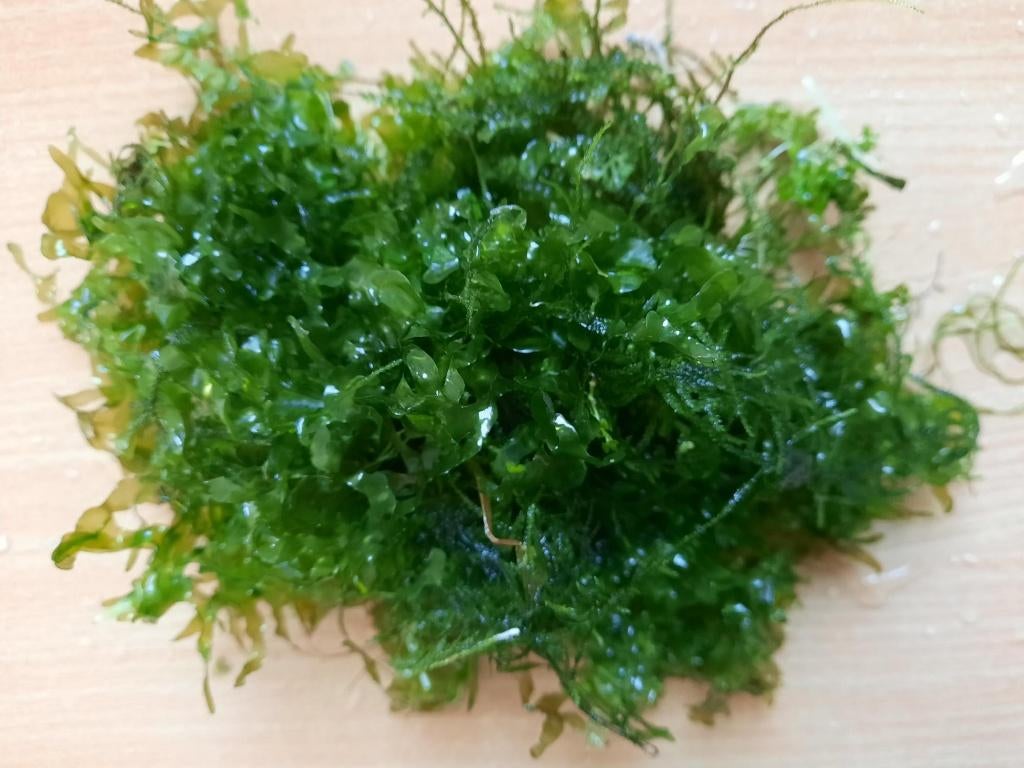 AKTIE: Levermos,Lomariopsis lineata, leuk bij garnalen, Dieren en Toebehoren, Vissen | Aquaria en Toebehoren, Ophalen of Verzenden