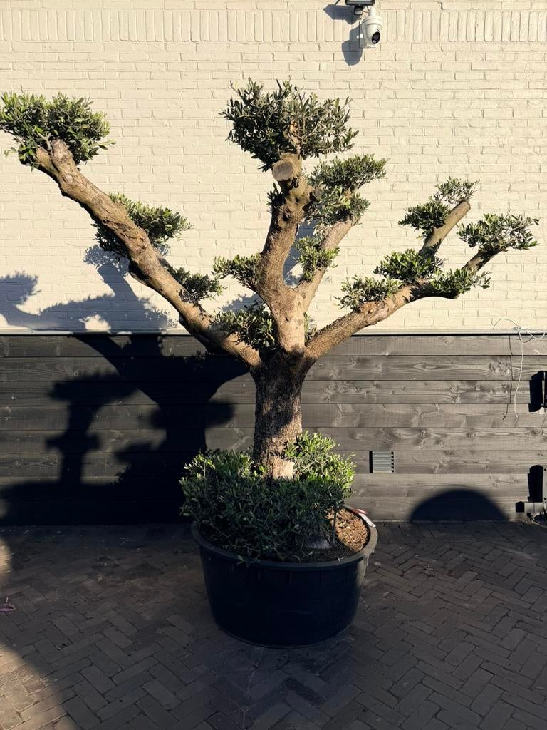 Mooie olijfboom plateau/bonsai/pon pon, Volle zon, Ophalen of Verzenden, 100 tot 250 cm, Zomer