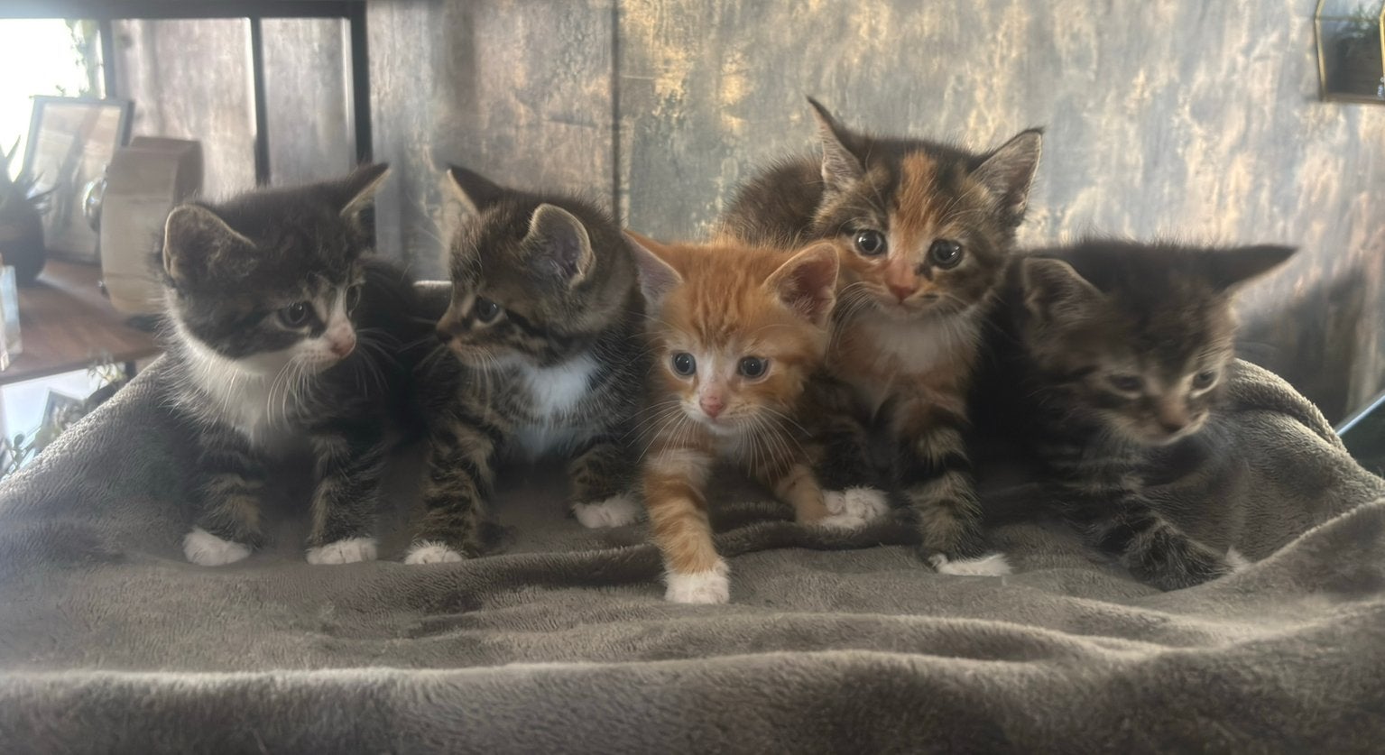 Kittens, Dieren en Toebehoren, Katten en Kittens | Overige Katten, Meerdere dieren, Kortharig, 0 tot 2 jaar