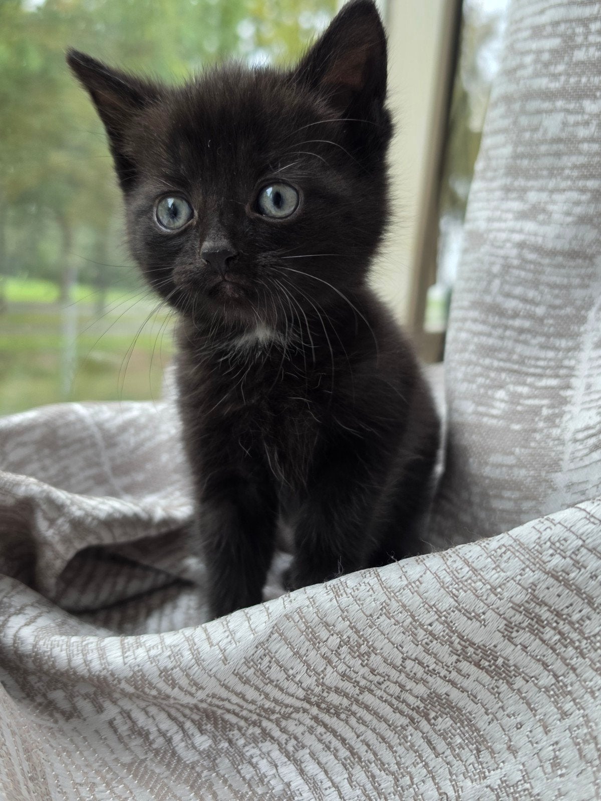 Lieve kittens zoeken een nieuw huis️, Meerdere dieren, Kortharig, 0 tot 2 jaar