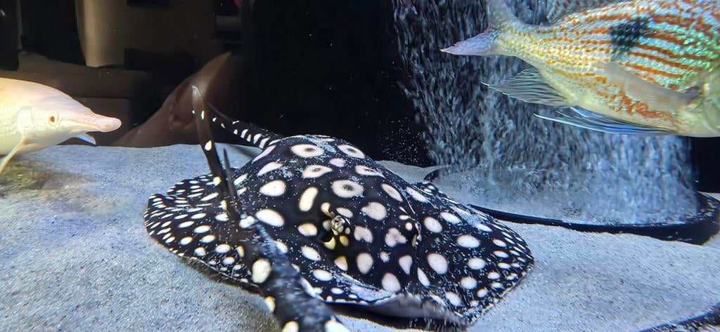 Black daimond x henlei x p14, Dieren en Toebehoren, Vissen | Aquariumvissen, Vis
