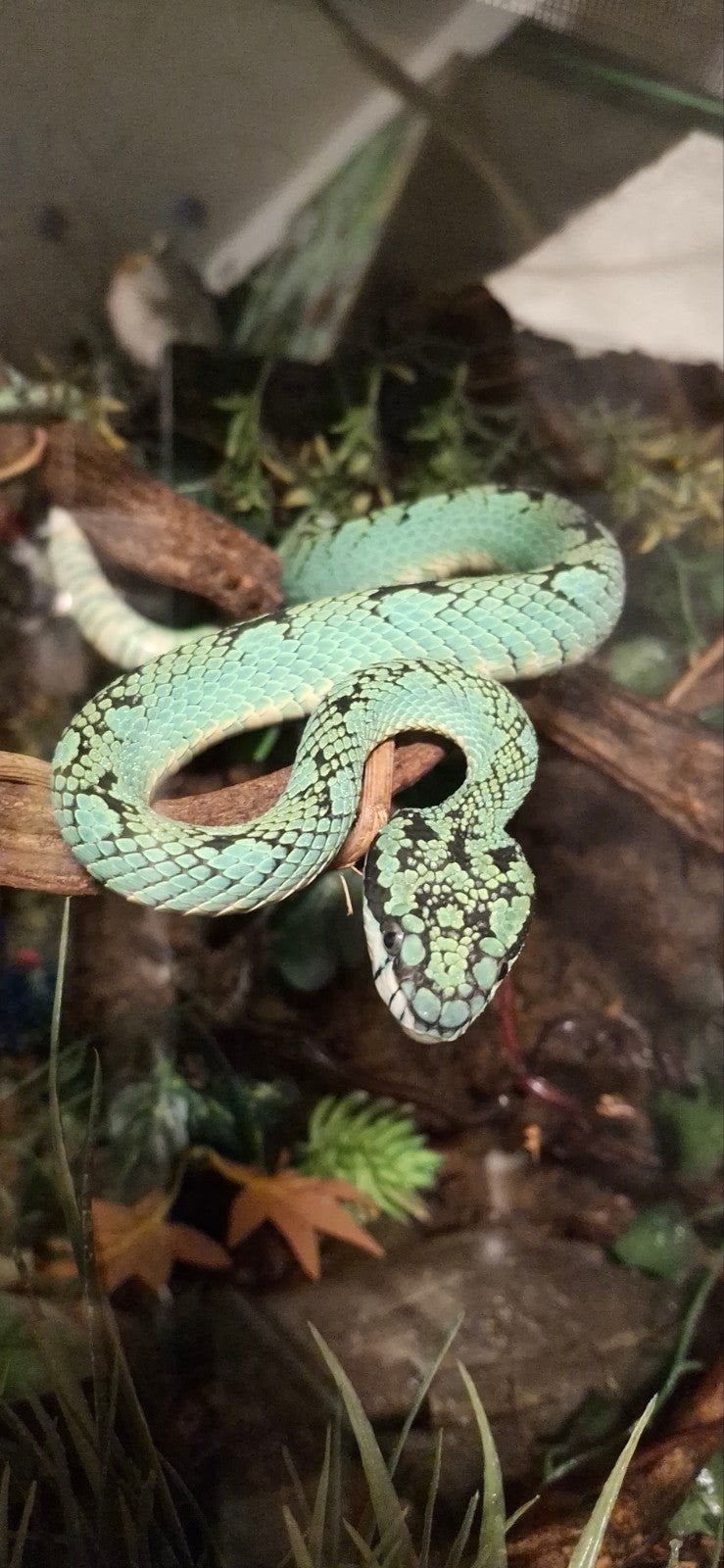 0.1 Trimeresurus Trigonocephalus, Dieren en Toebehoren, Slang, 3 tot 6 jaar