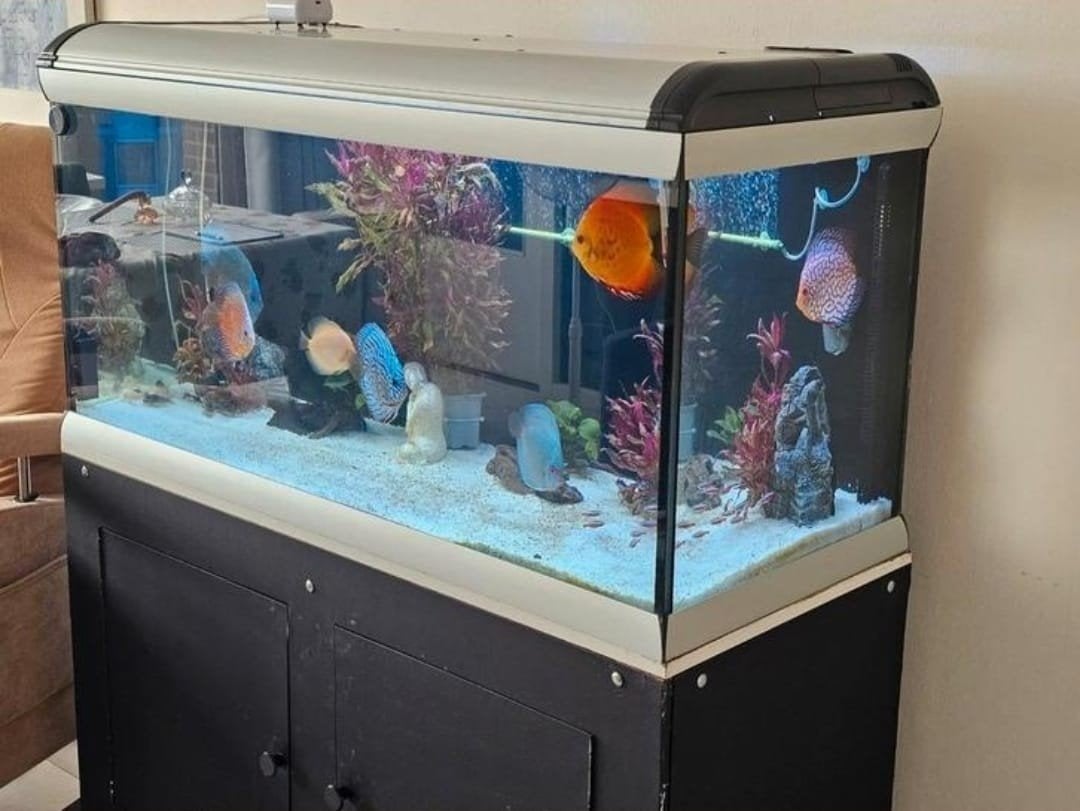 Aquarium 120. X 50 x 60 hoog, Ophalen, Zo goed als nieuw, Leeg aquarium