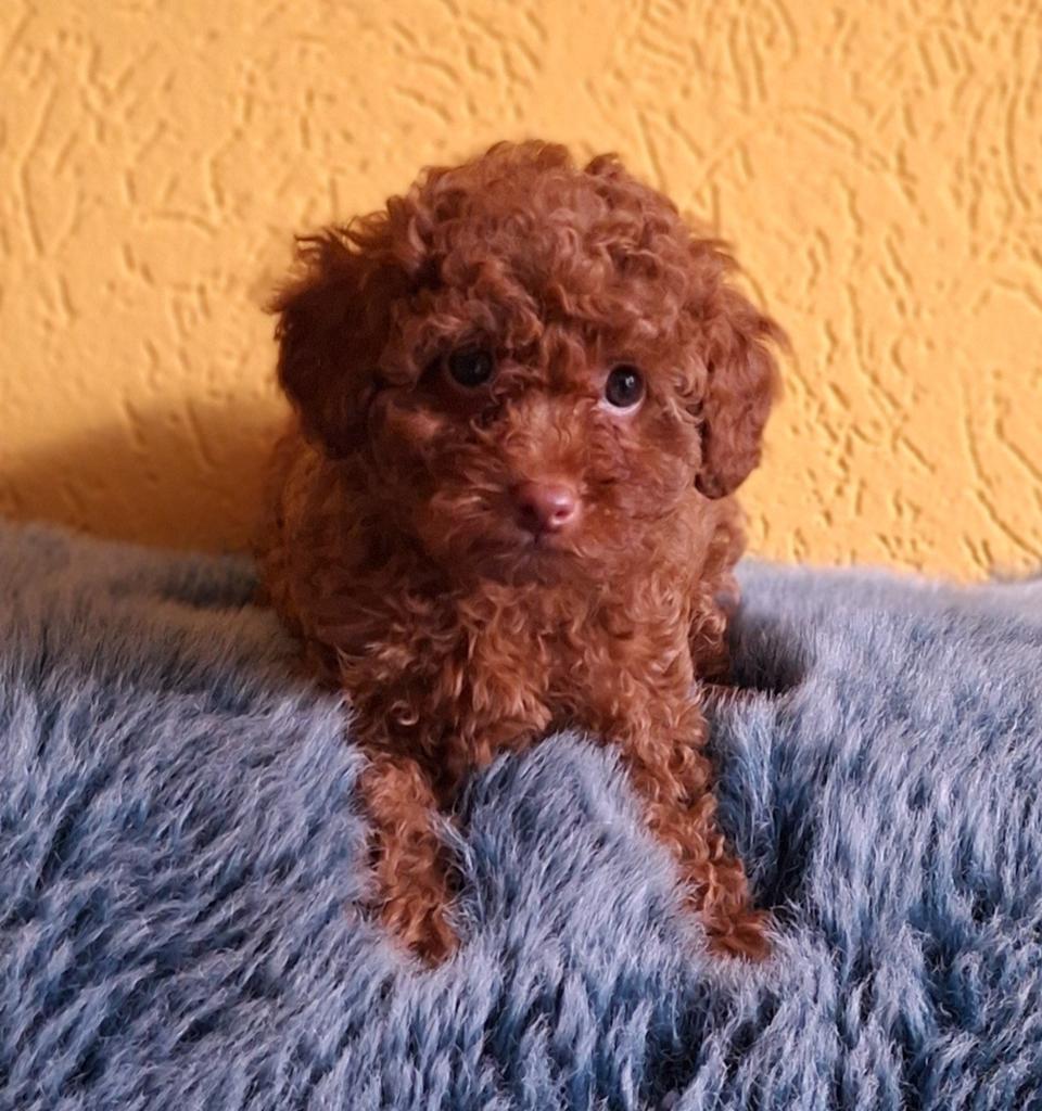 Schattig Mini Gezinshondje💙 Raszuiver Rood Toypoedel Pupje, Dieren en Toebehoren, Poedel, Parvo, Reu, 8 tot 15 weken