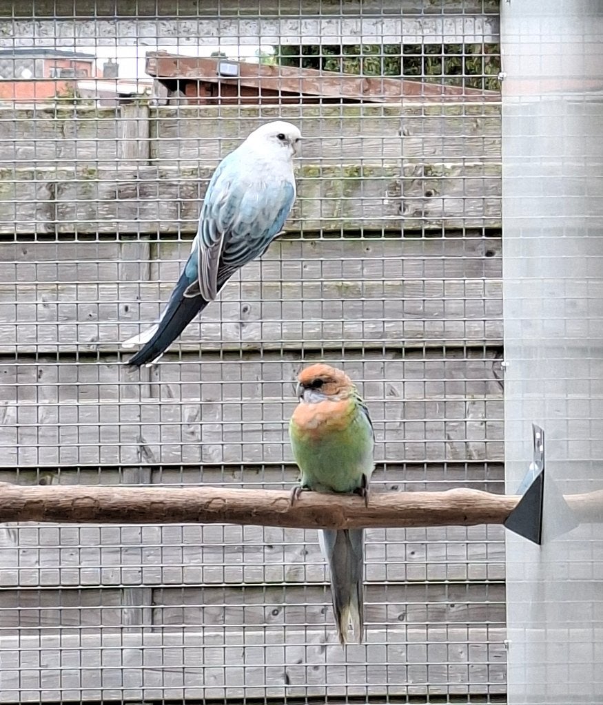 Rosella's: blauw golden, oranje / golden opaline, Meerdere dieren, Parkiet, Geringd