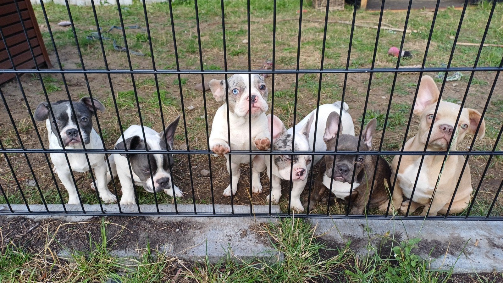 *Franse Bulldog Pups Teefjes 3*, 15 weken tot 1 jaar, Teef, Parvo, Bulldog