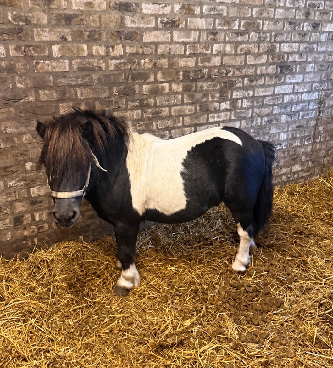 Zeer mooie hengst, Niet van toepassing, Hengst, A pony (tot 1.17m), Gechipt