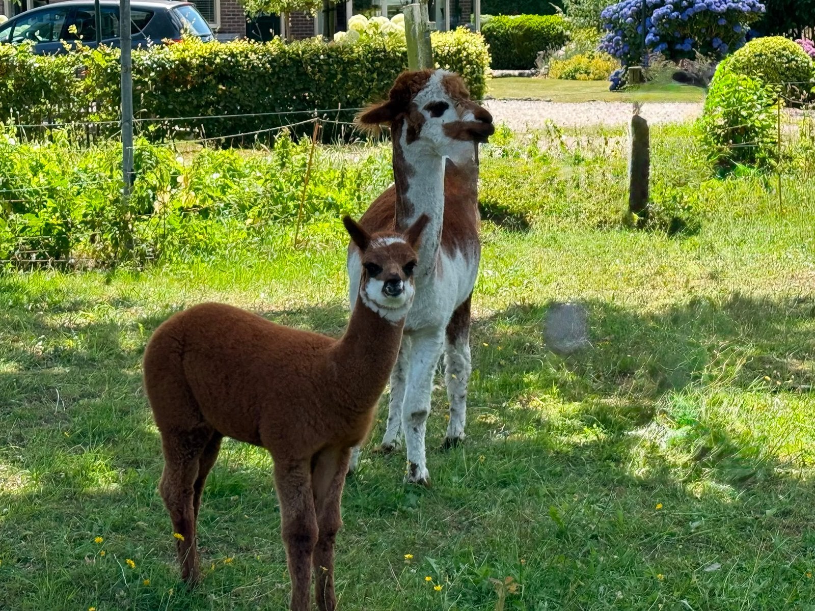 Alpaca merrie met hengst veulen, Mei, Mannelijk