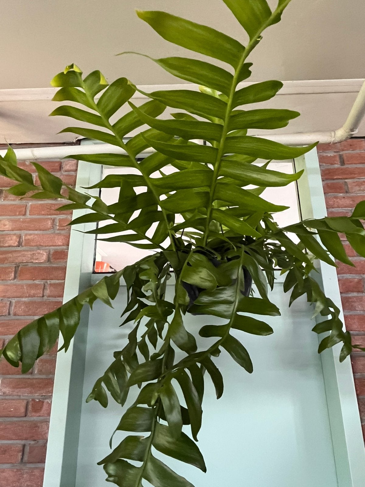 Epiphyllum chrysocardium, Ophalen of Verzenden, Halfschaduw, Minder dan 100 cm