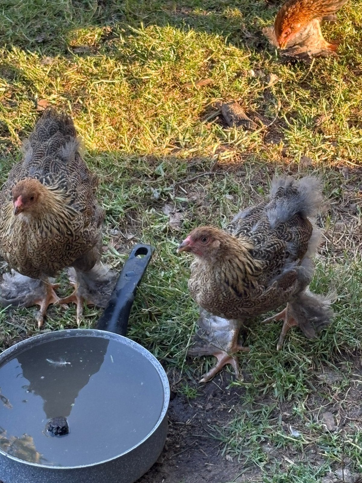 Jonge Patrijs kleur Brama kippen, Meerdere dieren, Kip