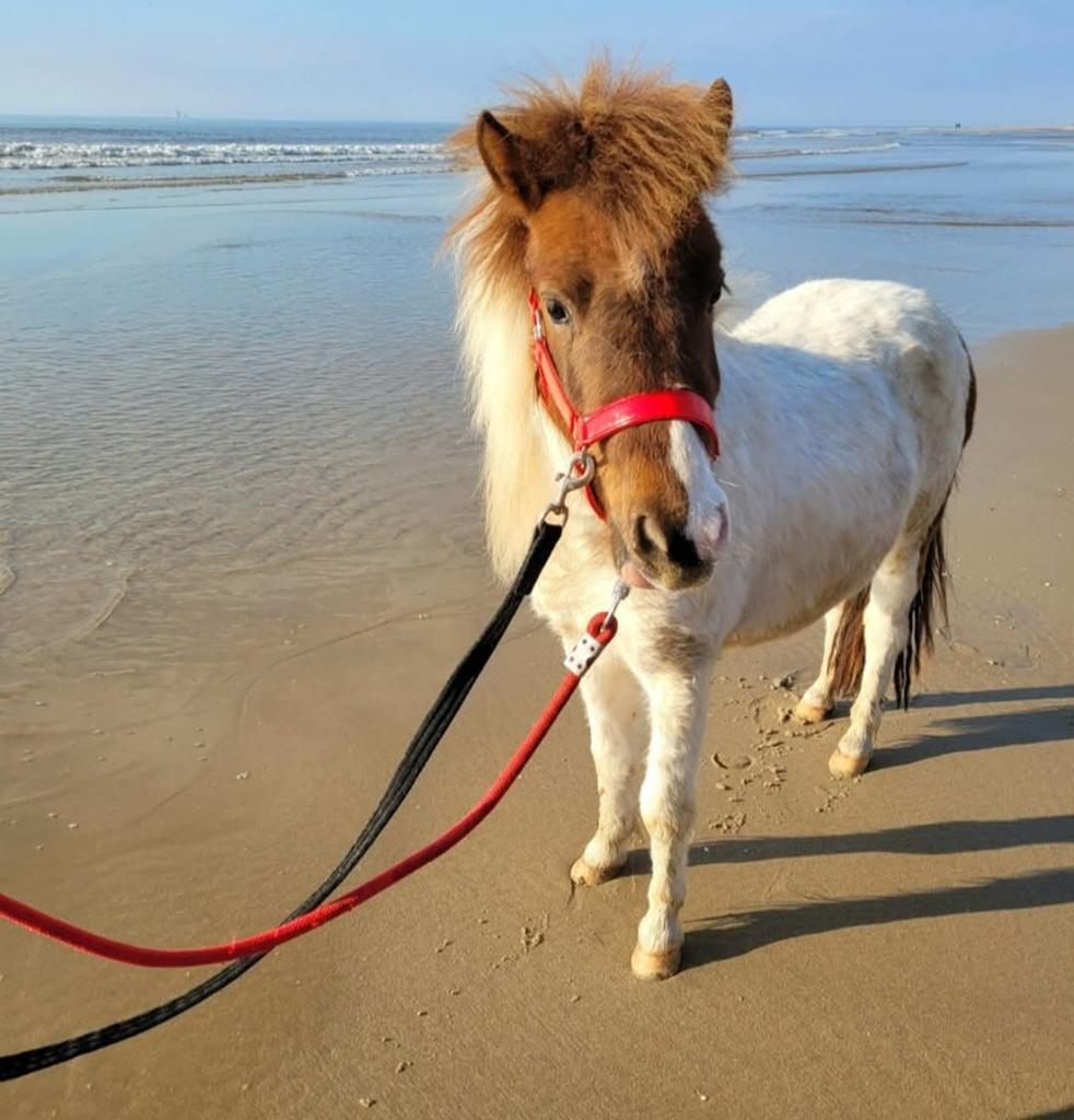 Prachtig bonte jonge Shetland merrie te koop, Dieren en Toebehoren, Pony's, Merrie, Niet van toepassing, Gechipt, 3 tot 6 jaar