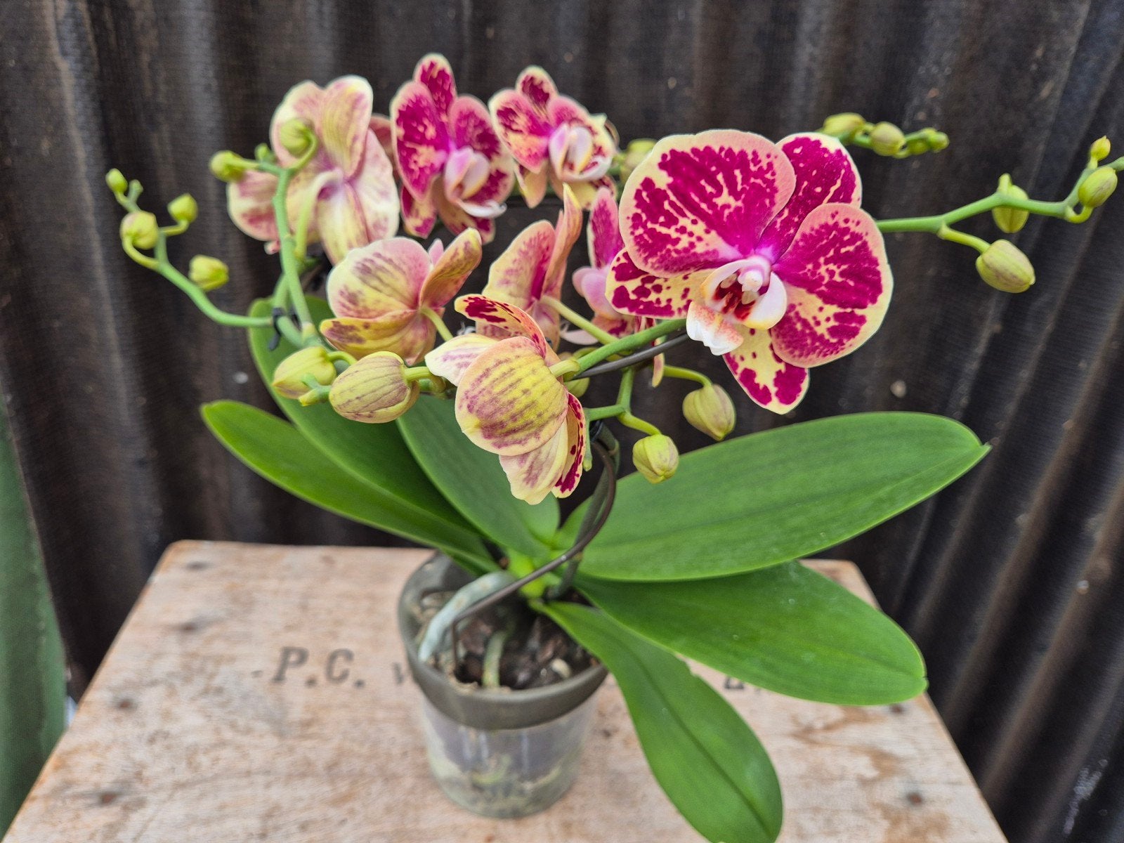 Orchidee Phalaenopsis Dioro Magnifique 2 spike p12 (2), Ophalen of Verzenden, Halfschaduw, Minder dan 100 cm