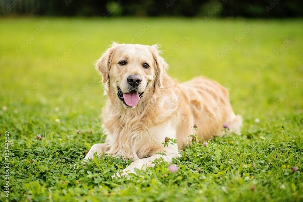 Gezocht Golden Retriever teefje max 3 jaar oud, Dieren en Toebehoren, 1 tot 2 jaar, Teef, Eén hond, Parvo