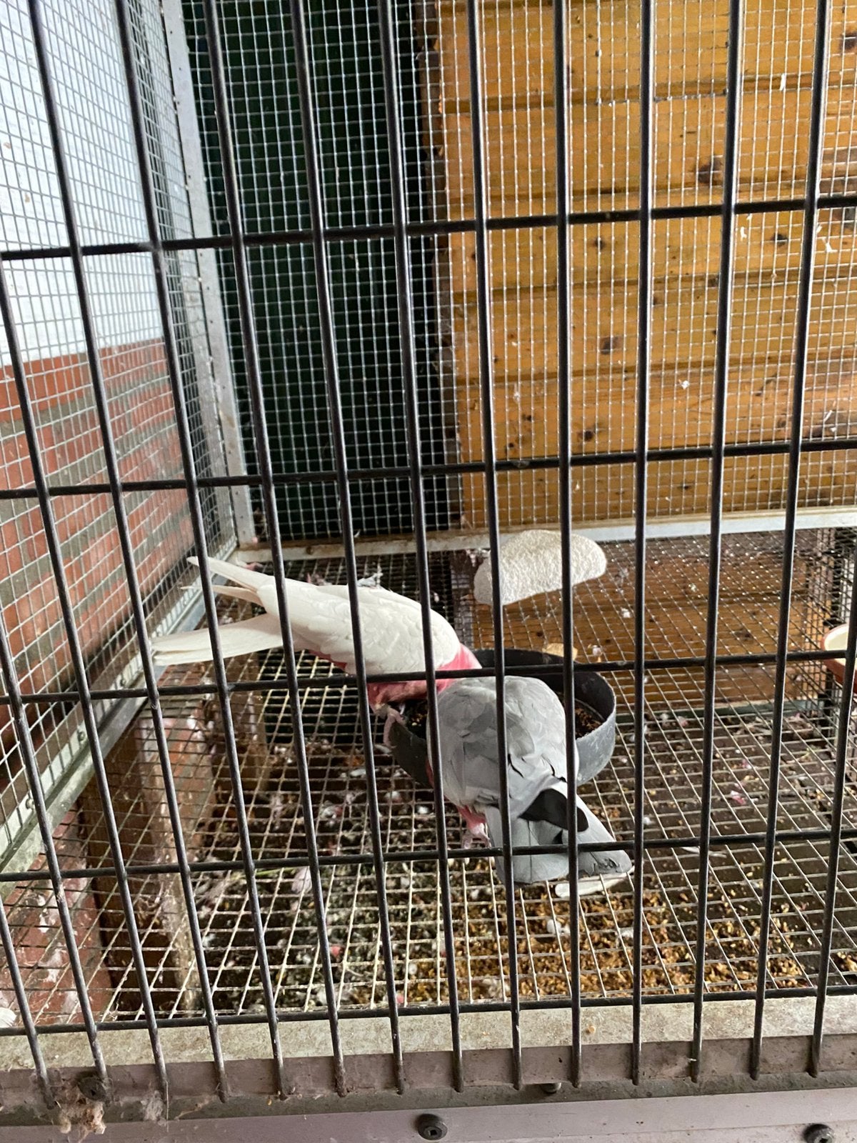 Rose kaketoe, Meerdere dieren, Papegaai