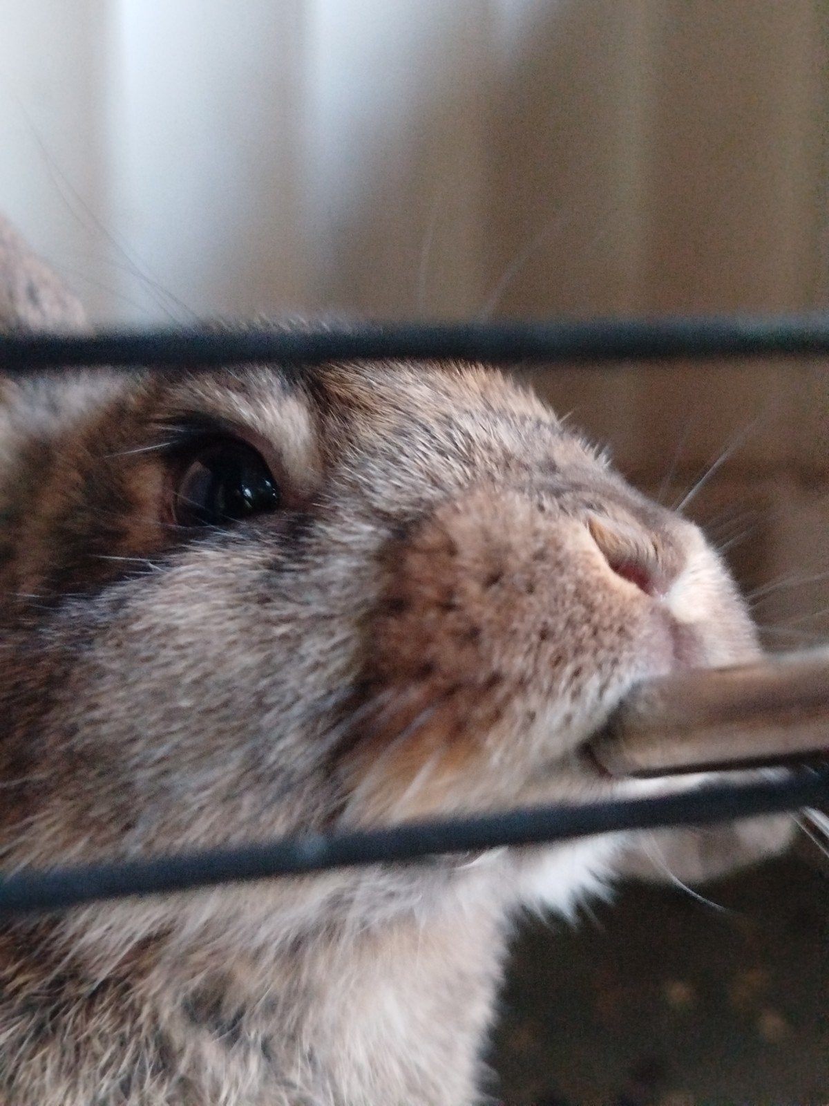 Drie mooie konijntjes, Dieren en Toebehoren, Knaagdieren, April, Meerdere dieren, Overige typen