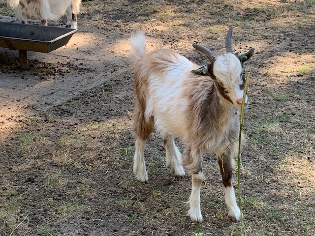 Jonge bokjes Landgeiten, Meerdere dieren, Schaap
