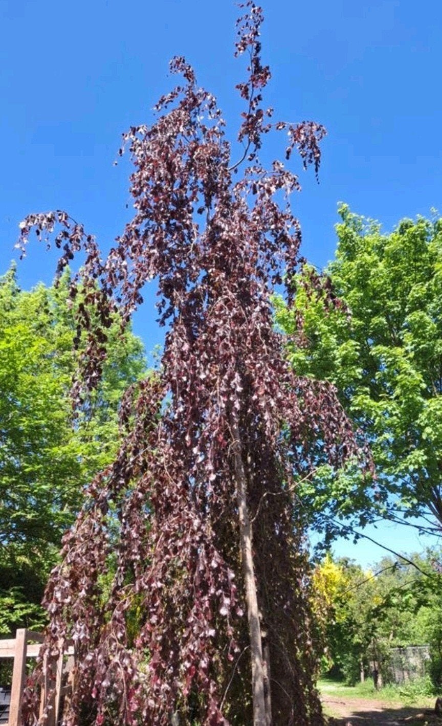 Prachtige treurbeuken - Fagus sylvatica 'Purpurea' Pendula, Treurboom, Lente, 400 cm of meer, Ophalen