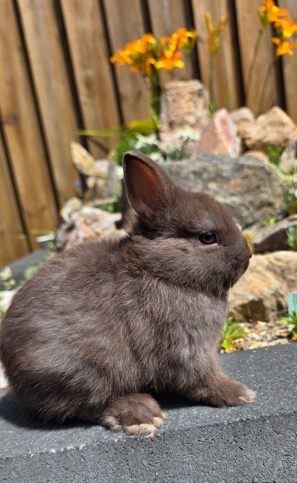 Dwergkonijn, Dieren en Toebehoren, Meerdere dieren, Dwerg