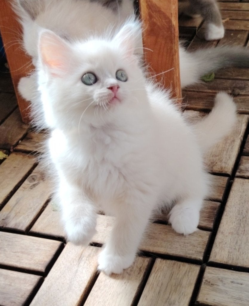 Ragdoll kittens met stamboom, Dieren en Toebehoren, Meerdere dieren, Met stamboom, 0 tot 2 jaar